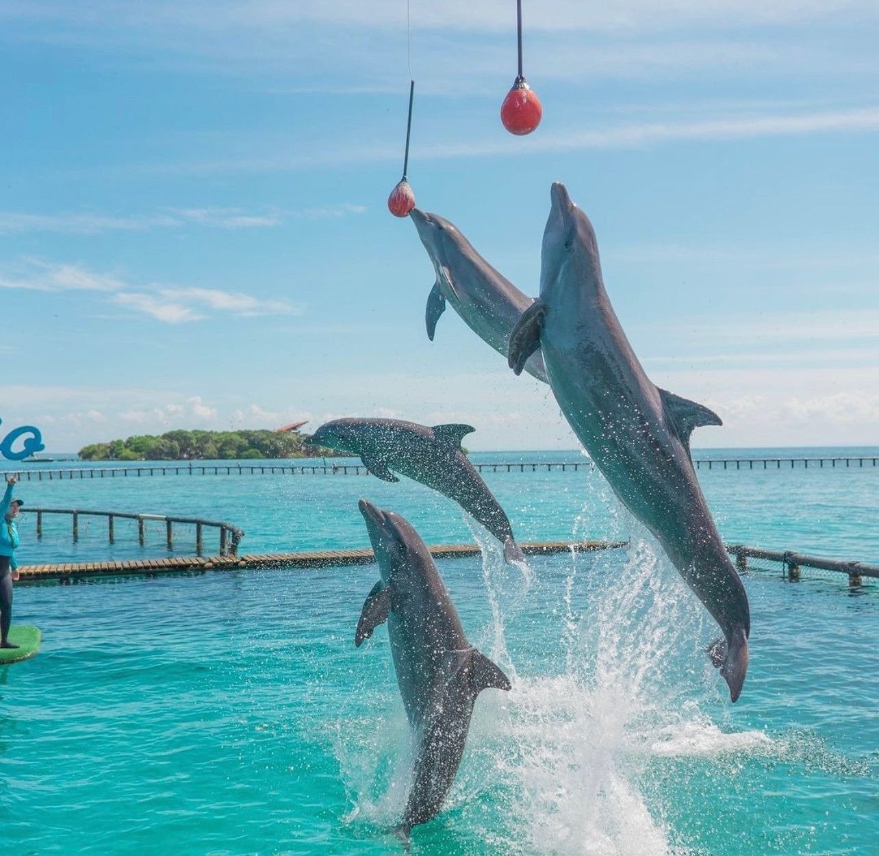 Actividad marina en Oceanario