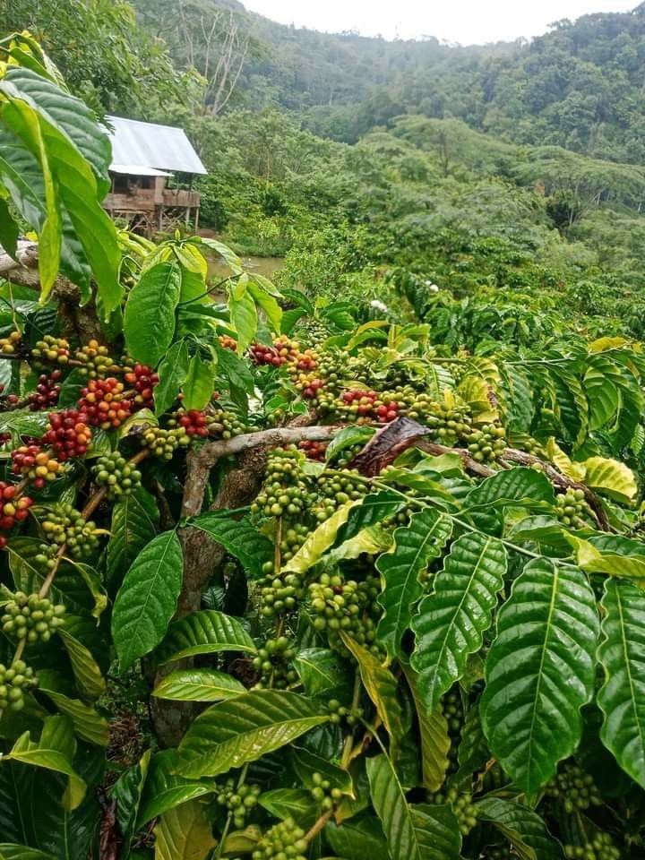 Tour Del Café
